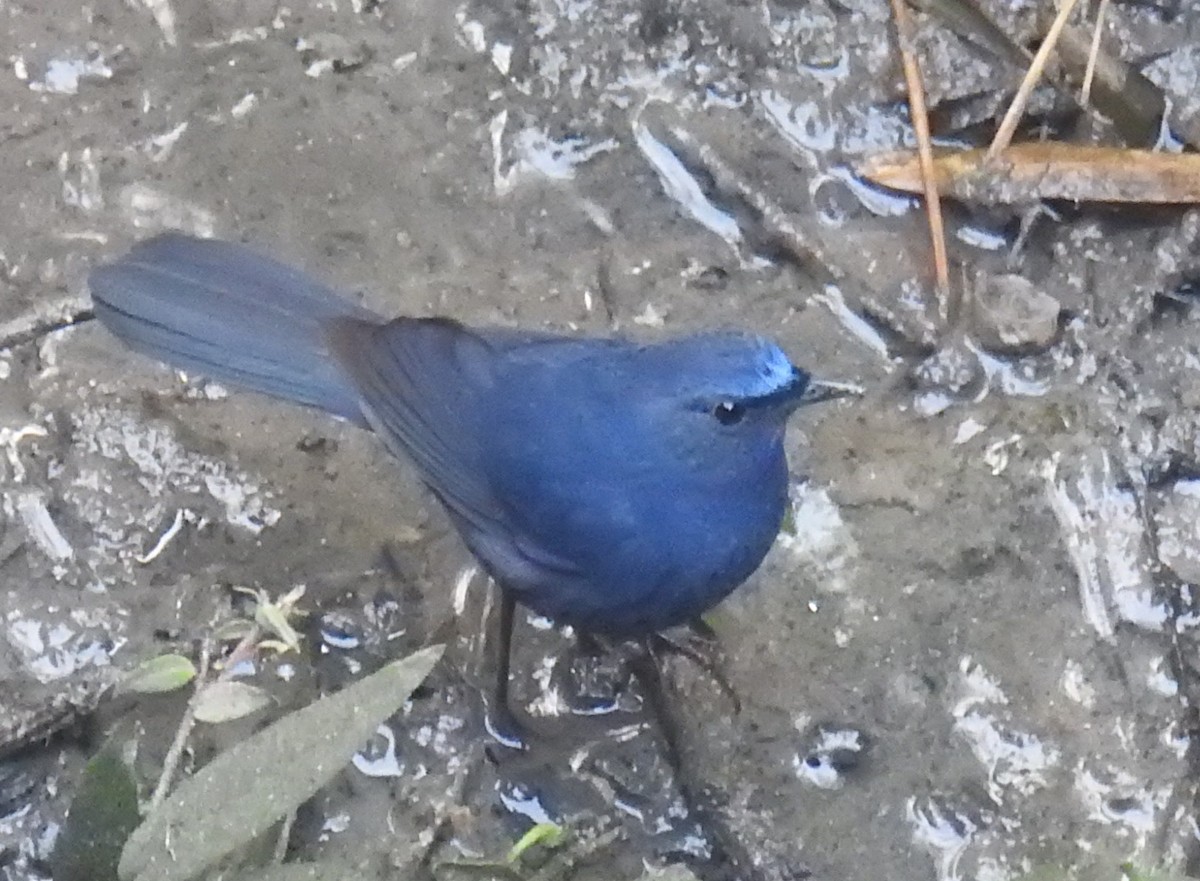 Blue-fronted Robin - ML527995481