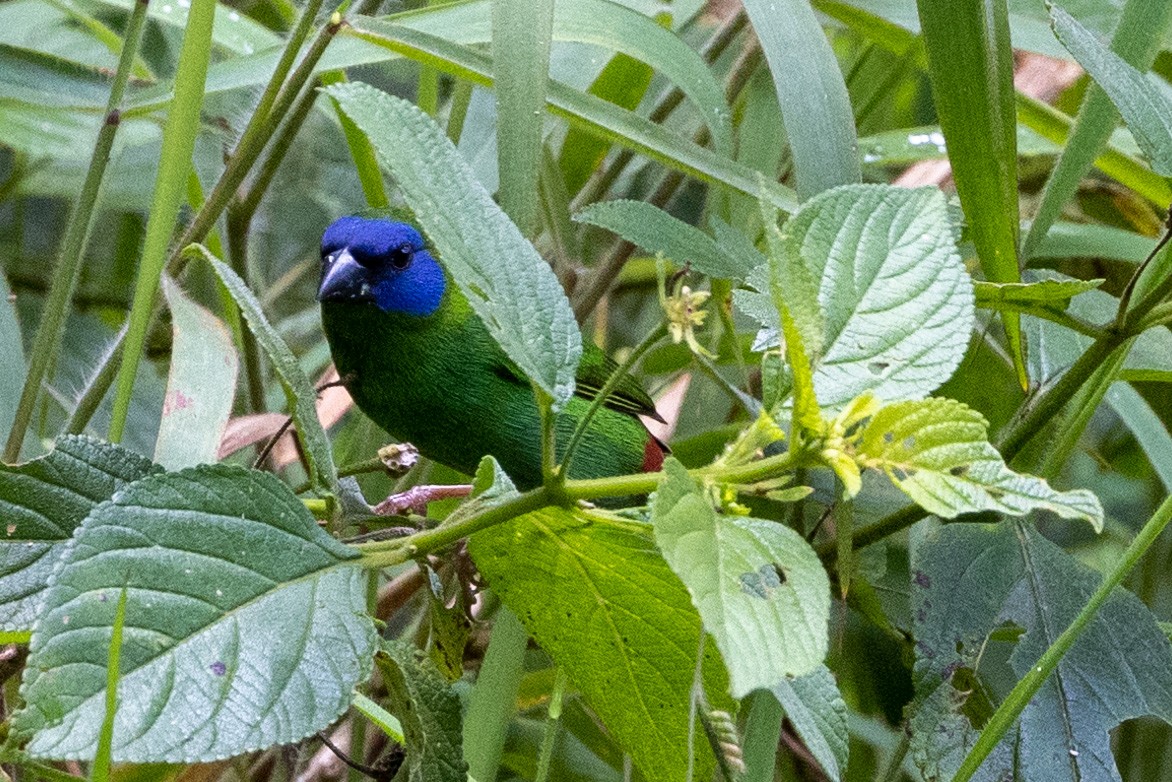 Mavi Yüzlü Papağan İspinozu - ML527996031