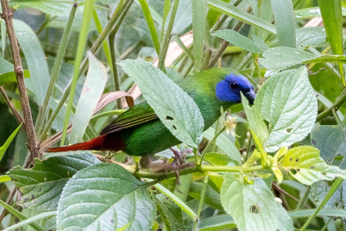 Blue-faced Parrotfinch - ML527996041