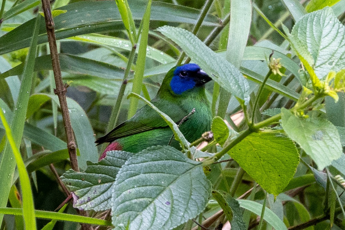 Mavi Yüzlü Papağan İspinozu - ML527996051