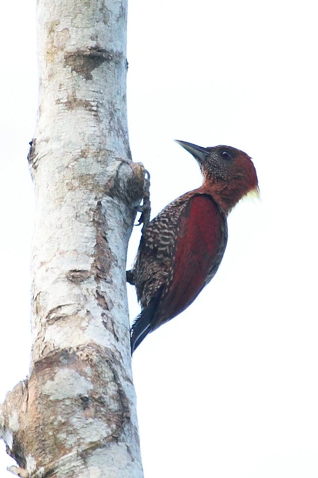 Banded Woodpecker - ML527997721