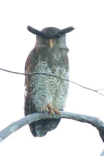 Barred Eagle-Owl - ML527997911