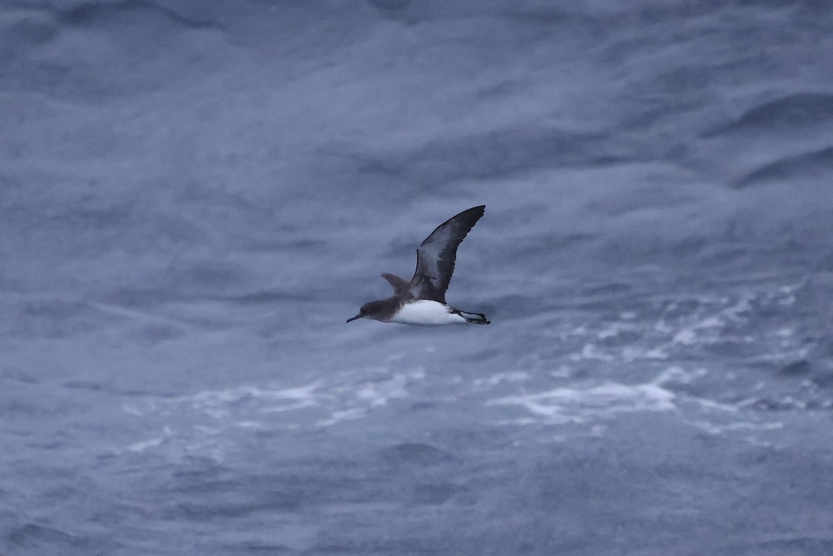 Hutton's Shearwater - Mike Sylvia