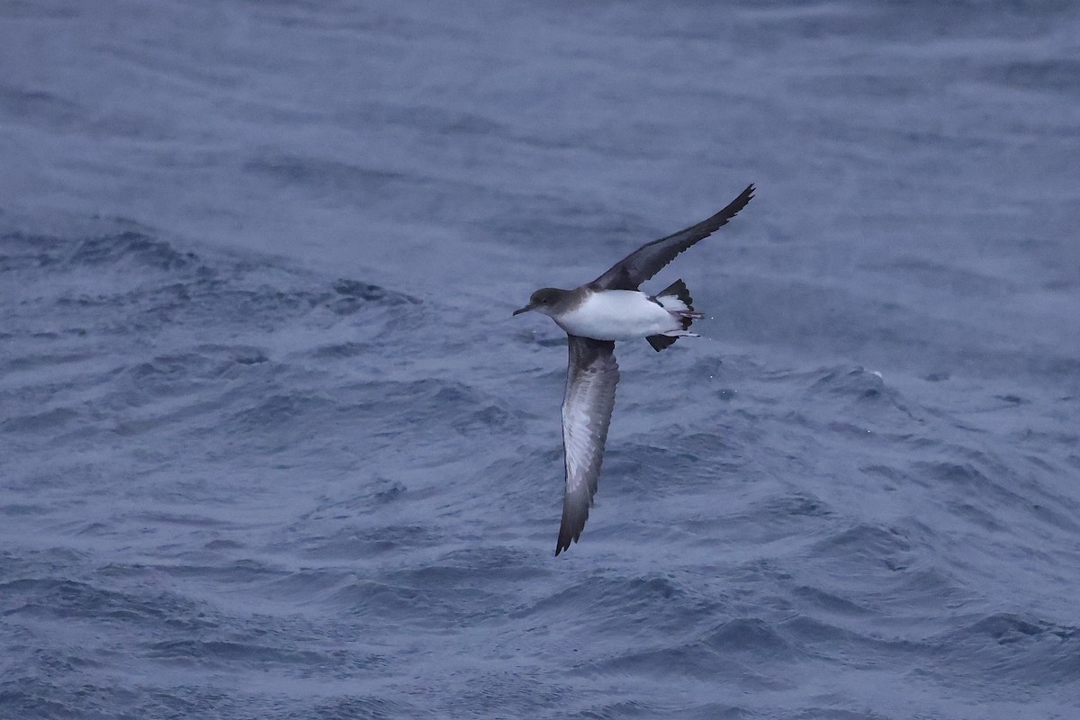 Hutton's Shearwater - Mike Sylvia