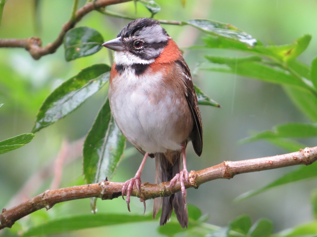 Rufous-collared Sparrow - Scott Jennex