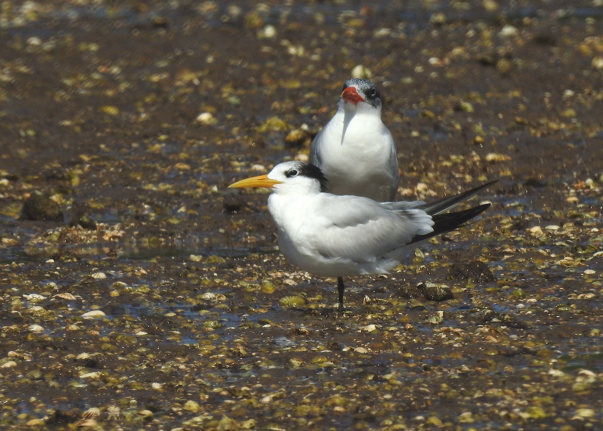 West African Crested Tern - ML528007841