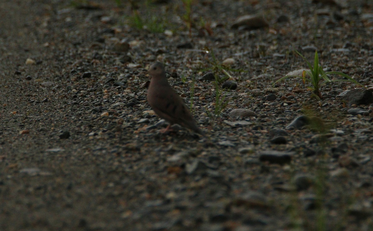 Plain-breasted Ground Dove - ML52800841