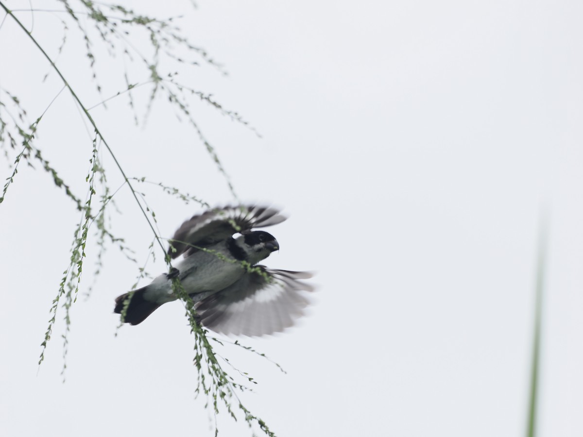 Variable Seedeater (Variable) - ML528011871
