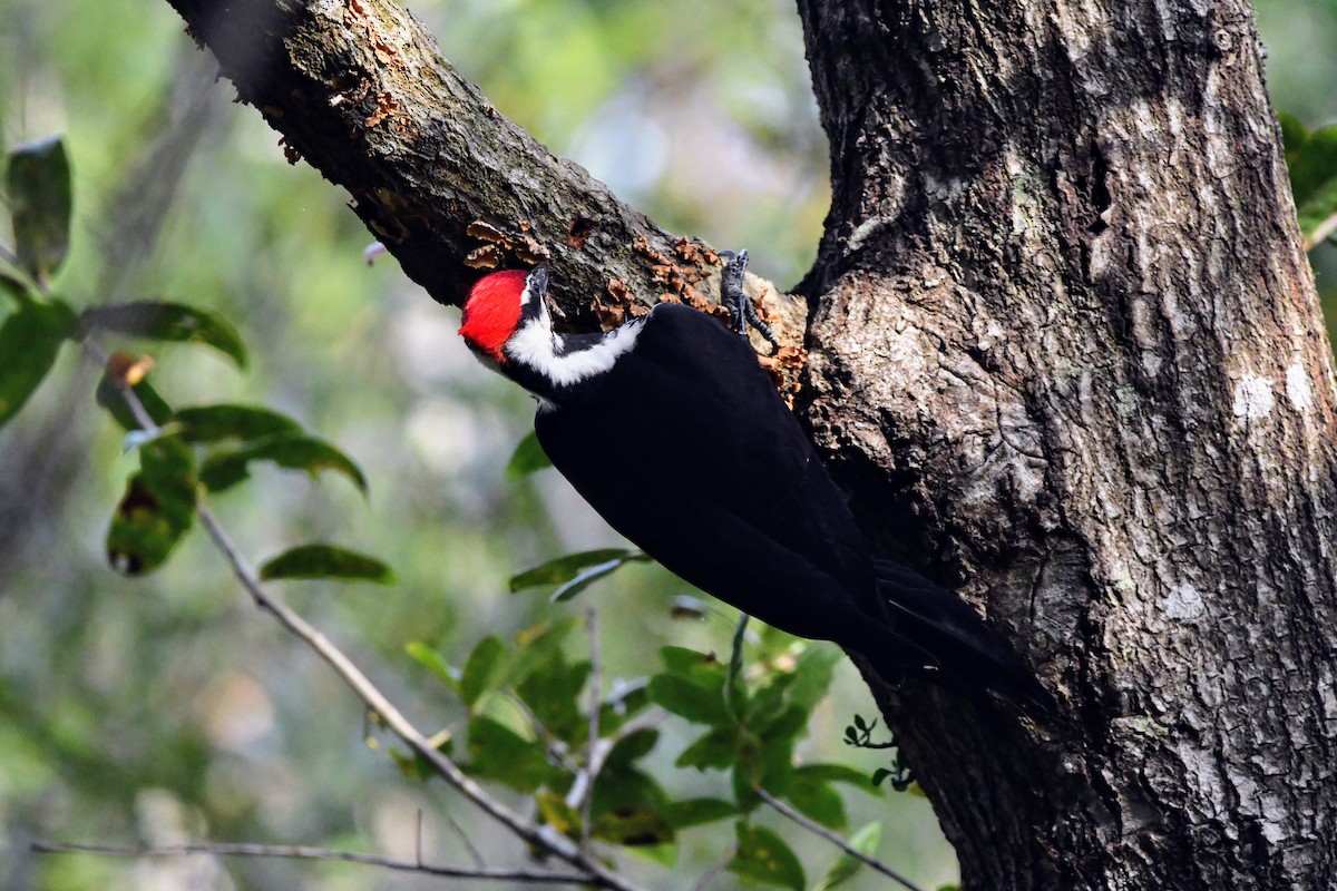 Pileated Woodpecker - Tom Duncan