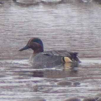 Green-winged Teal - ML528019761