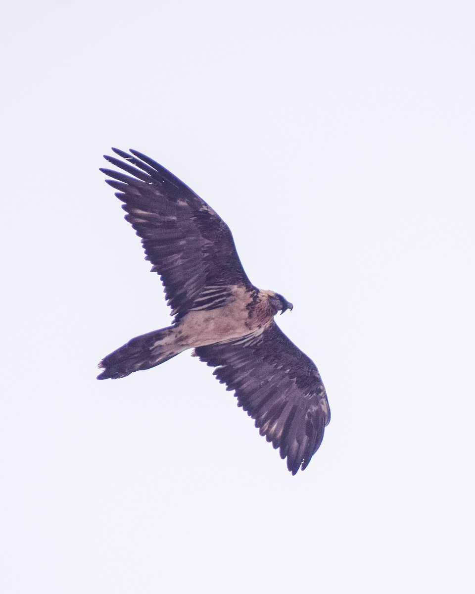 Bearded Vulture - ML528020141