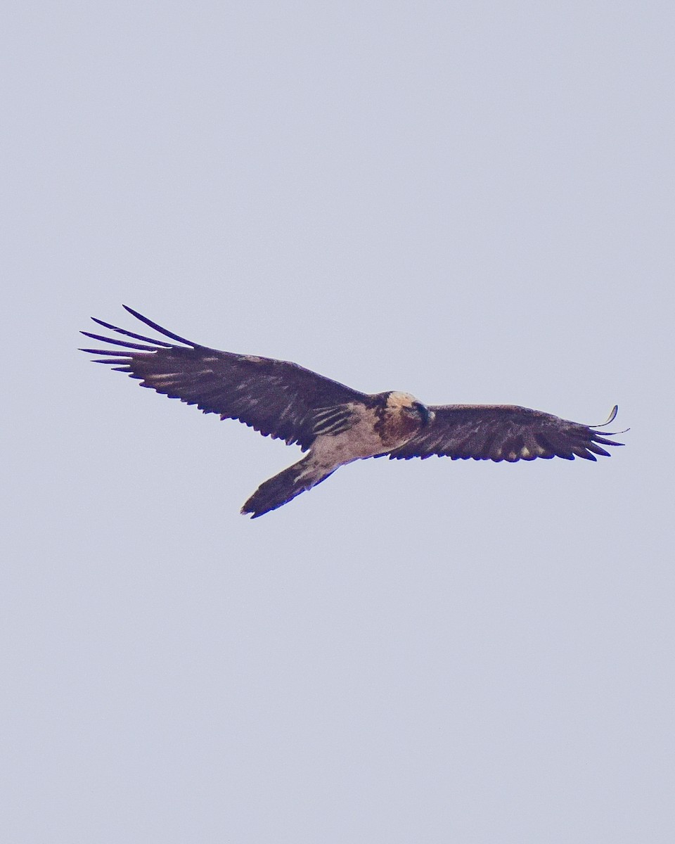 Bearded Vulture - ML528020161