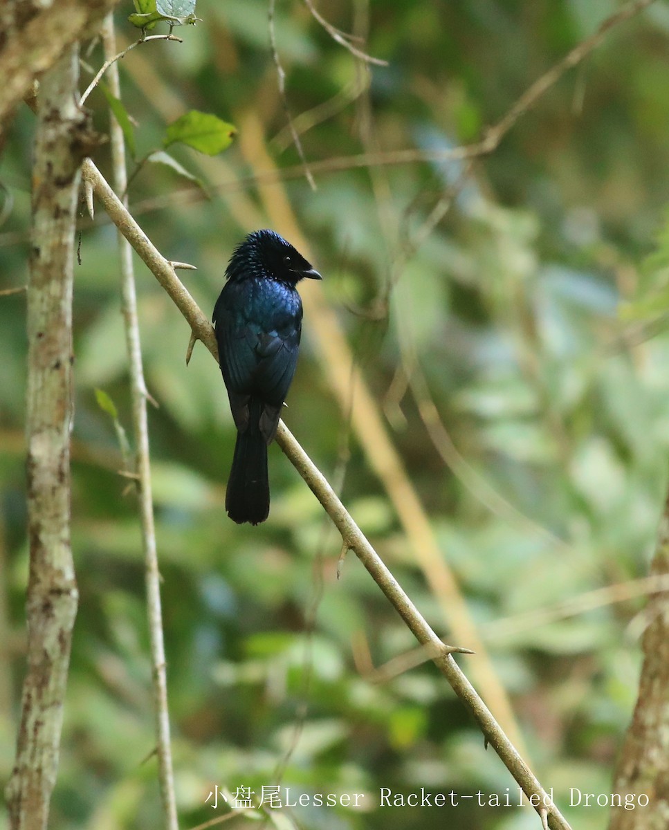 Lesser Racket-tailed Drongo - ML528024661