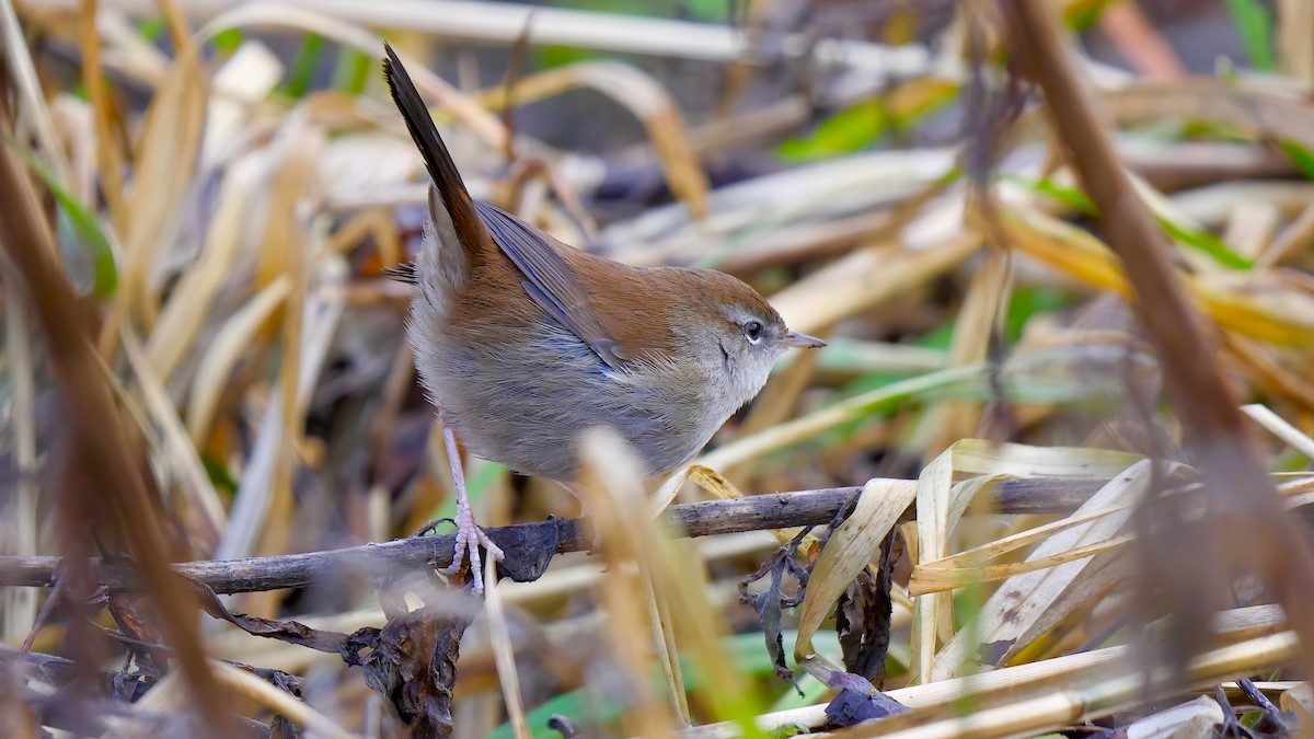 Cetti's Warbler - Mark Andrews