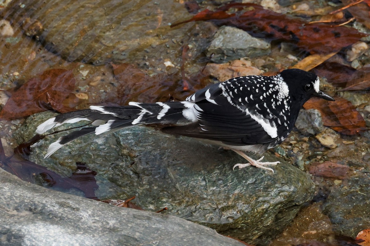 Spotted Forktail - ML528027311
