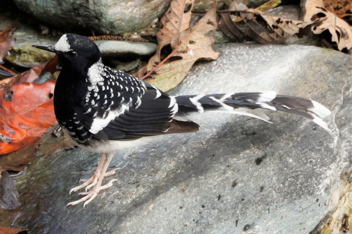 Spotted Forktail - ML528027321