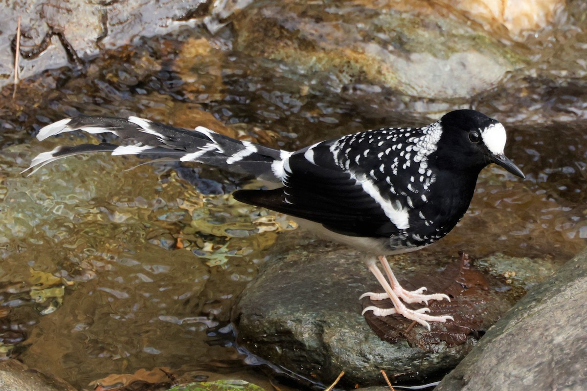 Spotted Forktail - ML528027331