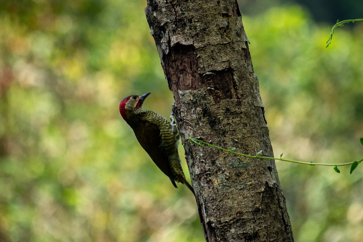 Golden-olive Woodpecker - ML528028361