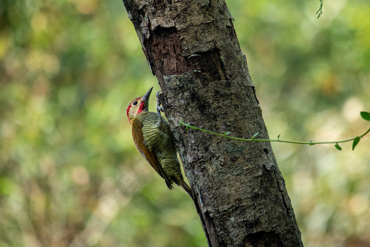 Golden-olive Woodpecker - ML528028371