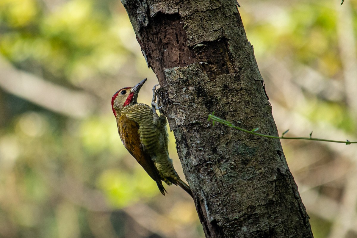Golden-olive Woodpecker - ML528028381
