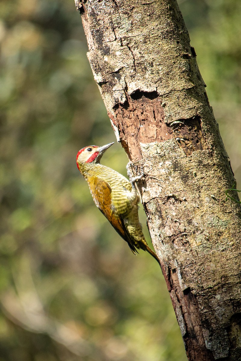 Golden-olive Woodpecker - ML528028401