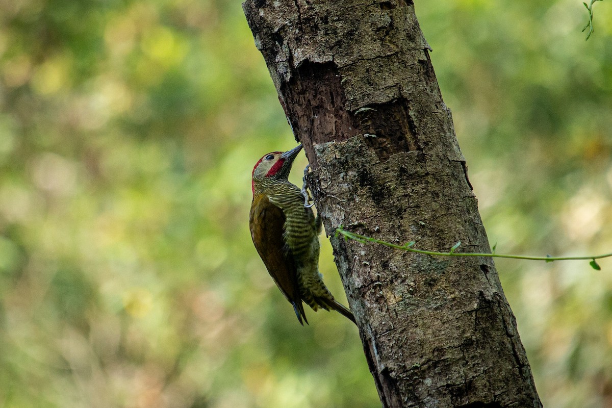 Golden-olive Woodpecker - ML528028411