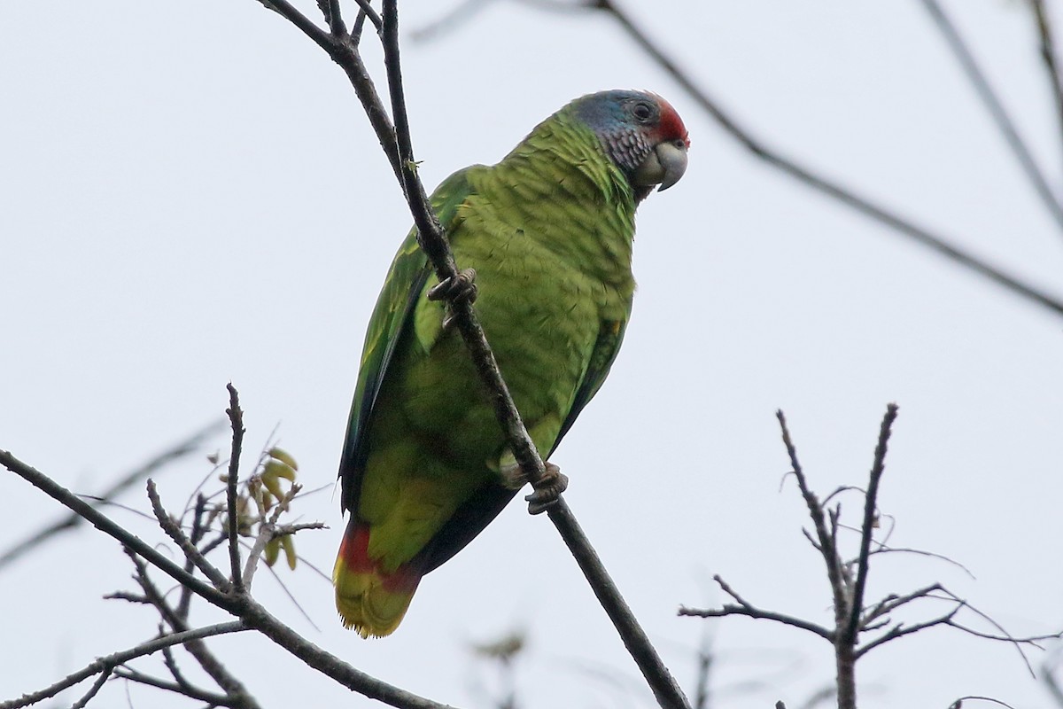 Red-tailed Parrot - ML528031491