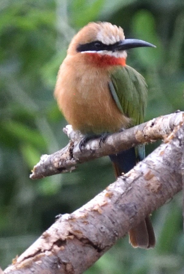 White-fronted Bee-eater - ML528032901