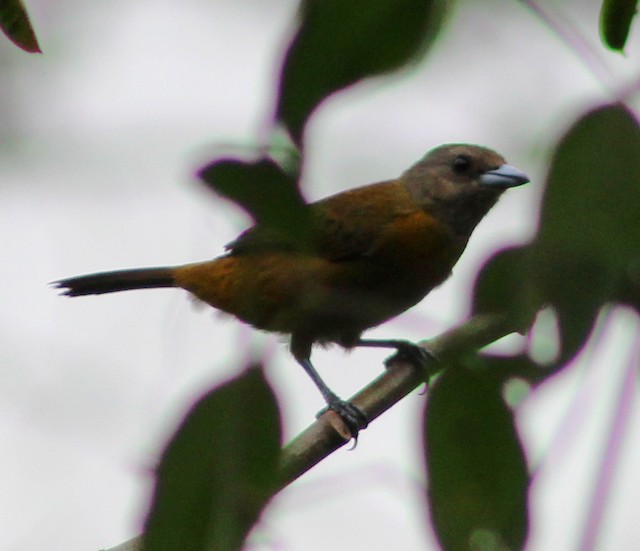 Scarlet-rumped Tanager (Passerini's)