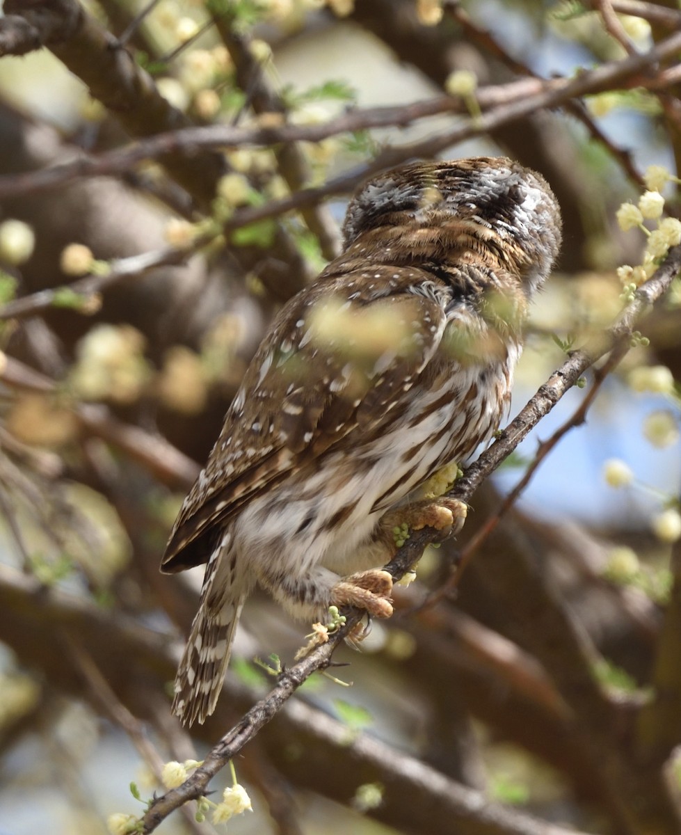 Pearl-spotted Owlet - ML528033521