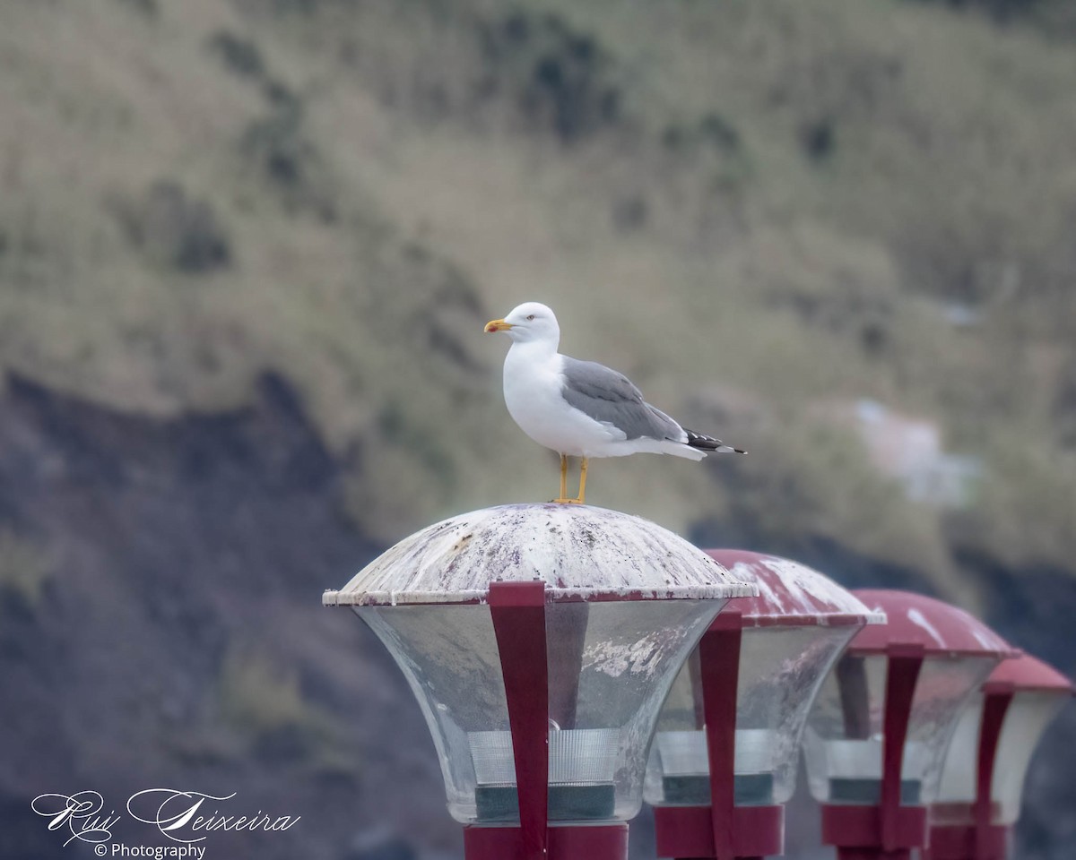 Yellow-legged Gull (atlantis) - Rui Teixeira