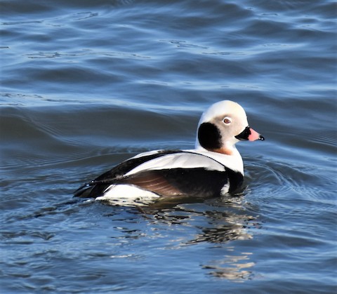 Long-tailed Duck - eBird