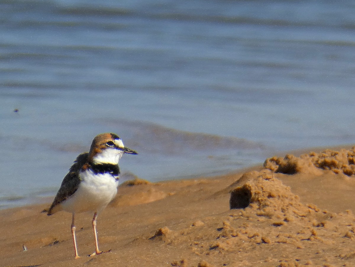 Collared Plover - ML528036321