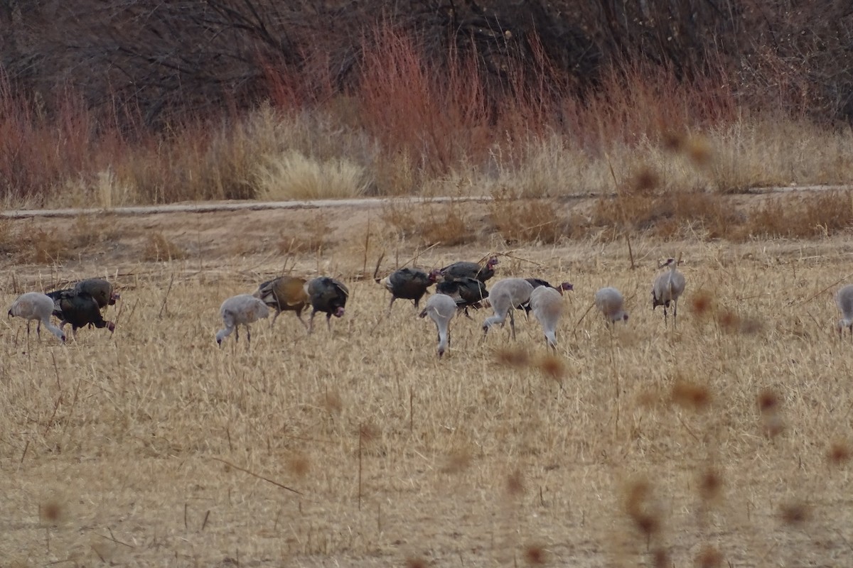 eBird Checklist 23 Jan 2023 Bosque del Apache NWR 39 species