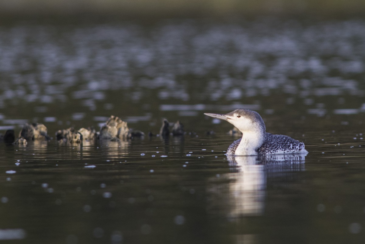 Red-throated Loon - Peter Cram
