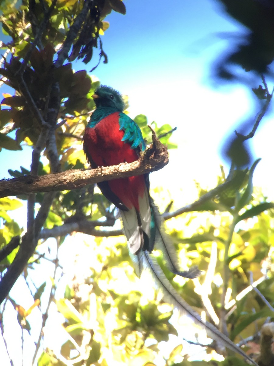 Quetzal resplendissant - ML52804051