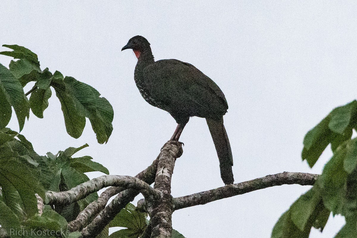 Crested Guan - ML528043351