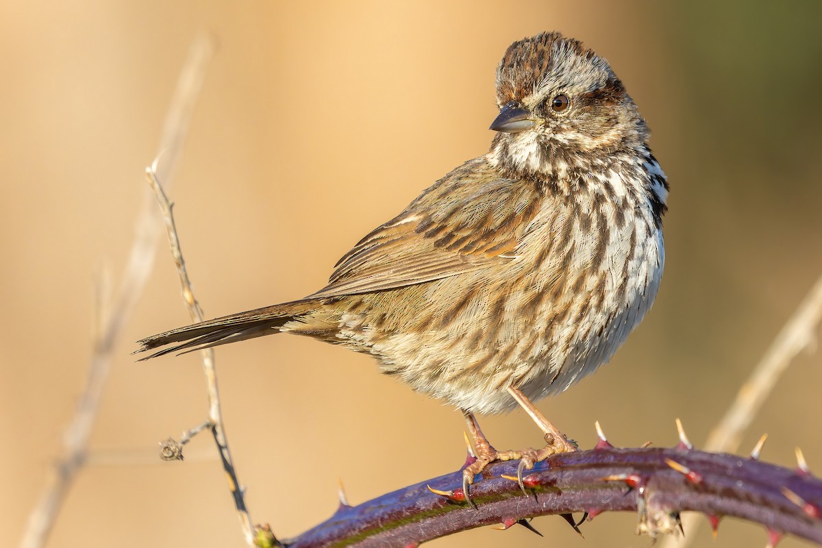 Song Sparrow (heermanni Group) - Connor Cochrane