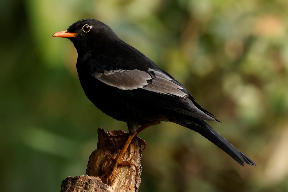 Gray-winged Blackbird - John Mills