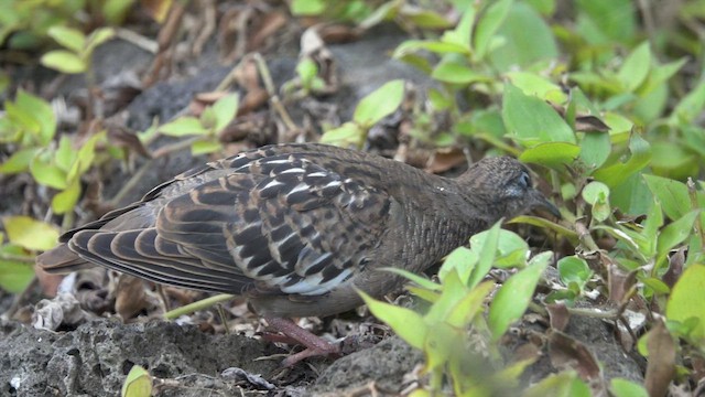 Galapagos Dove - ML528059791