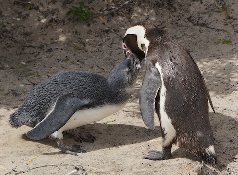 Pingüino de El Cabo - ML528069241