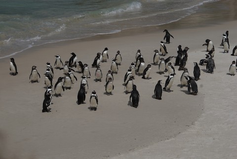 Pingüino de El Cabo - ML528069601