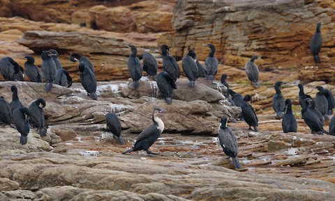 Great Cormorant (White-breasted) - ML528069771