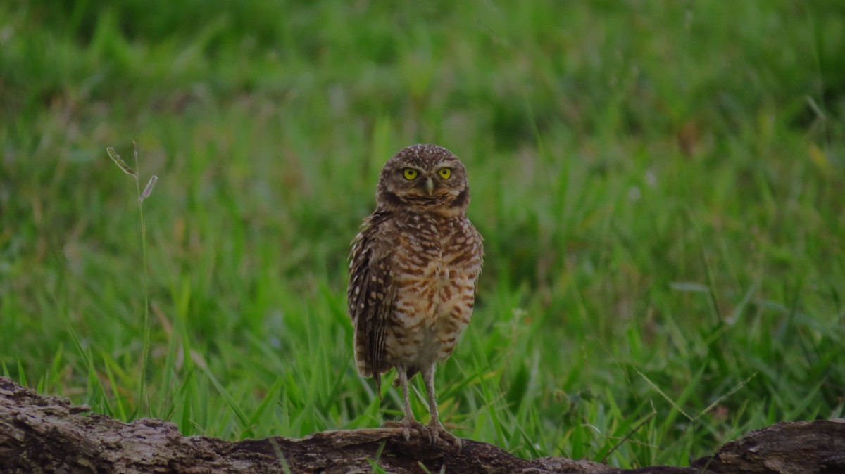Burrowing Owl - ML52807021