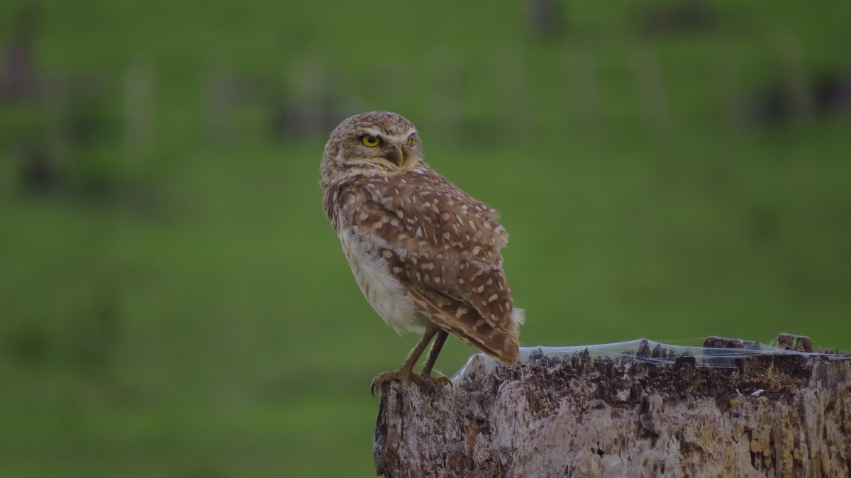 Burrowing Owl - Jorge Muñoz García   CAQUETA BIRDING