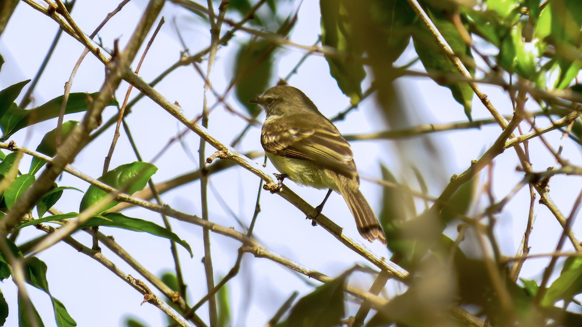 Yellow-crowned Tyrannulet - ML52807471