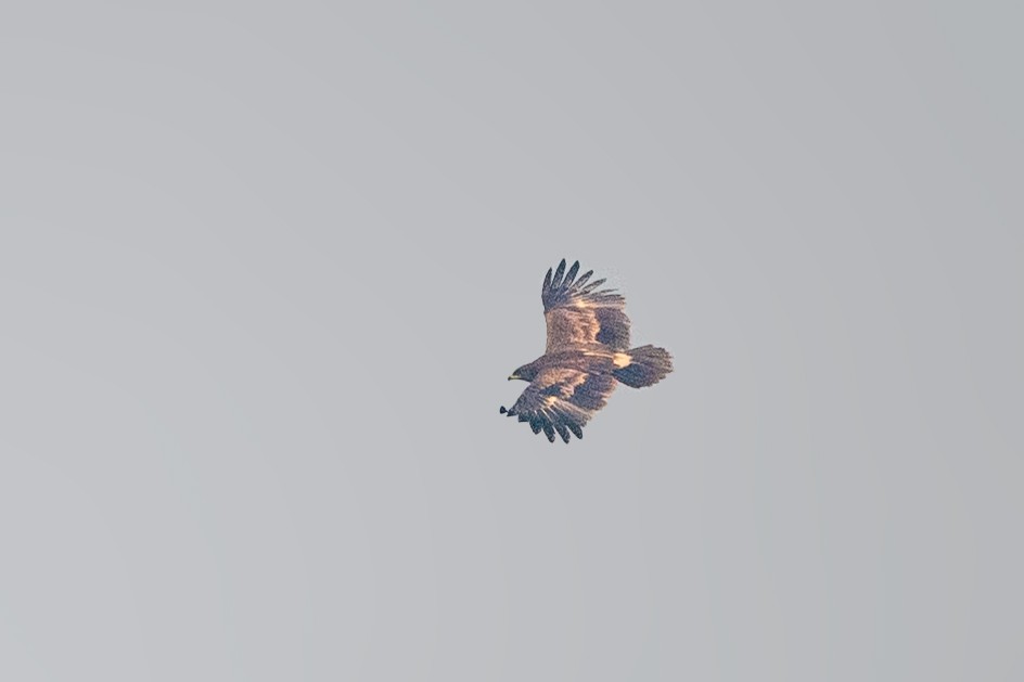 Greater Spotted Eagle - ML528076021