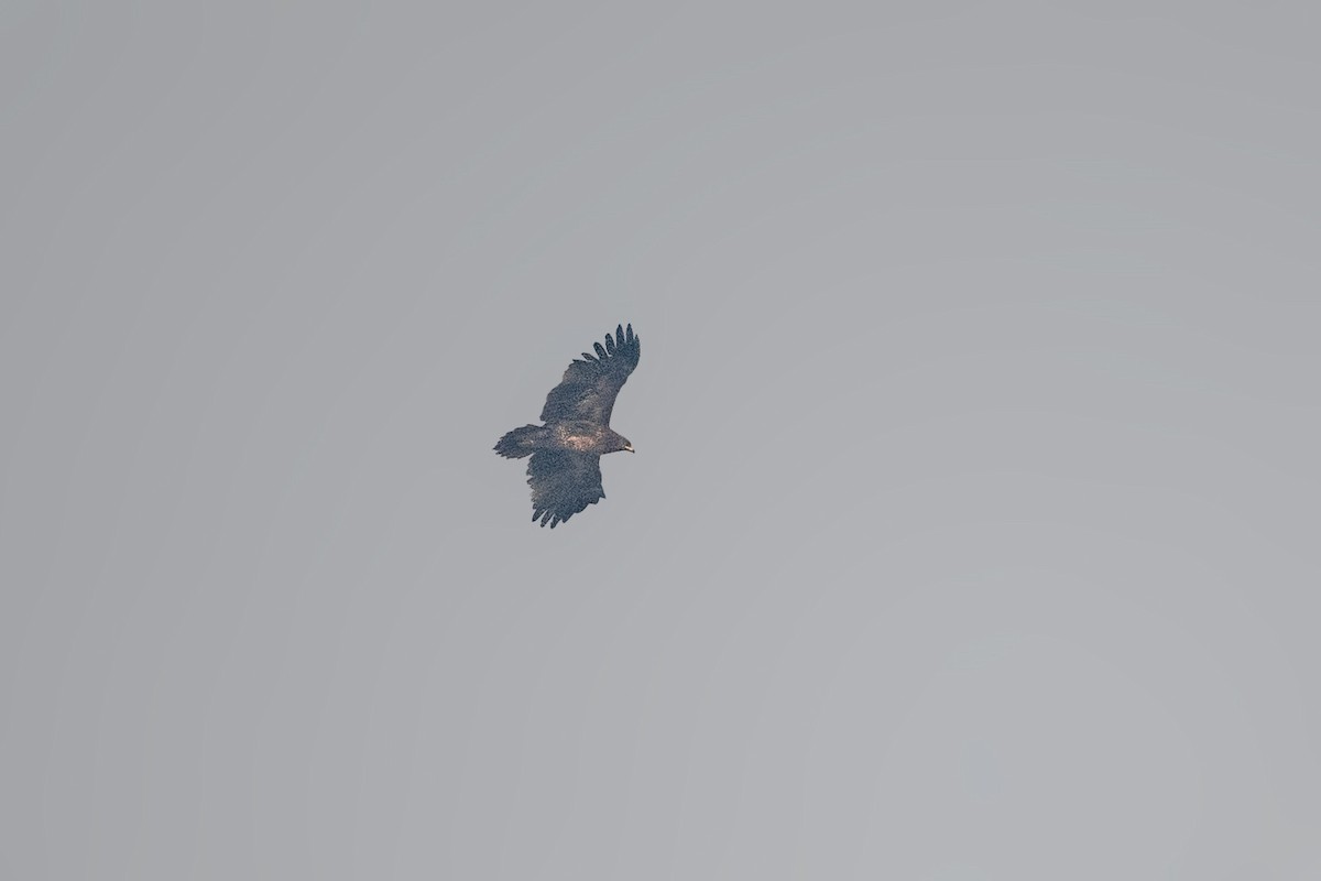 Greater Spotted Eagle - ML528076031
