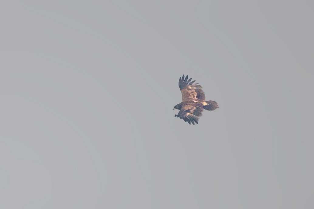 Greater Spotted Eagle - ML528076041