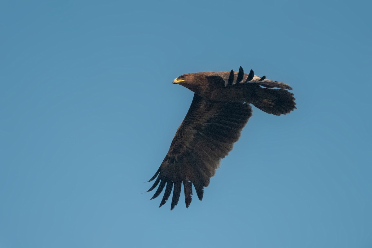 Greater Spotted Eagle - ML528076171